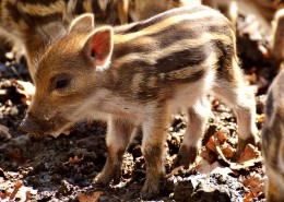 可爱的小野猪图片大全