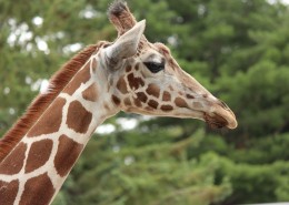 长颈鹿的头部图片大全