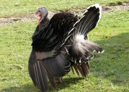 拥有金属光泽羽毛的火鸡图片大全