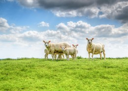 草地上的绵羊图片