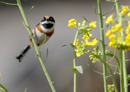 花间的红头长尾山雀图片