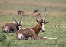 野生羚羊图片大全