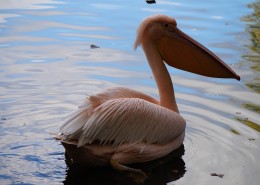 水中的鹈鹕图片