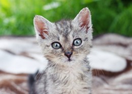 可爱灰色小猫图片