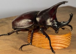 力量惊人的犀牛甲虫图片大全