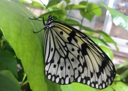 黑色斑点的蝴蝶图片