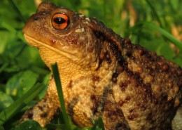 野生的蟾蜍图片