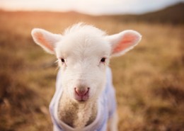 可爱的小绵羊图片