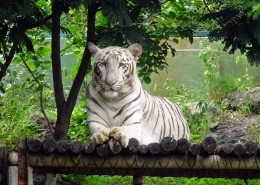 威武霸气的孟加拉白虎图片