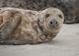 一只可爱的海狮图片