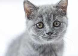 可爱灰色小猫咪图片