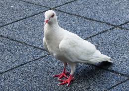 一只白色的鸽子图片