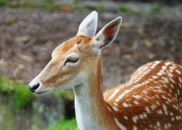 丛林中的野生梅花鹿图片