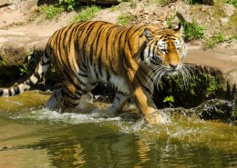 动物园里的老虎图片