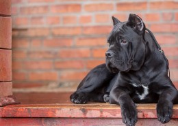 猛犬卡斯罗图片