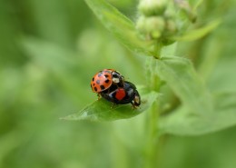 绿叶上的瓢虫图片大全