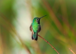 体态轻盈的蜂鸟图片大全