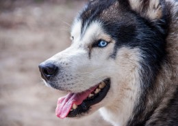 活泼可爱的哈士奇图片