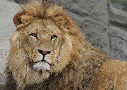 威武的雄狮图片