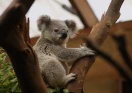 攀爬的考拉图片大全