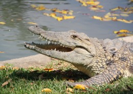 凶狠的鳄鱼图片