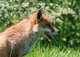 可爱灵气的狐狸图片