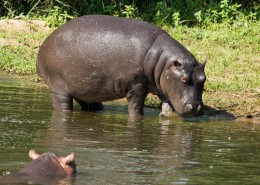 体型庞大的河马图片大全