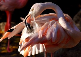 毛色艳丽的火烈鸟图片