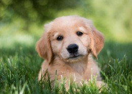 可爱的金毛寻回犬幼犬图片