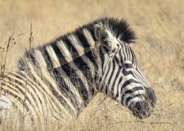 健壮的斑马图片大全