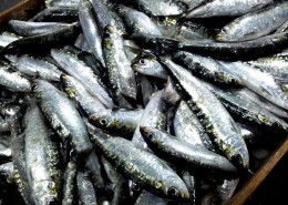 体形细长的沙丁鱼图片