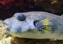 身带毒性的河豚图片