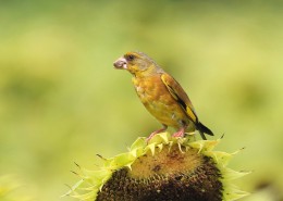 金翅雀图片大全