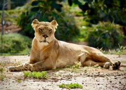 野生的母狮子图片