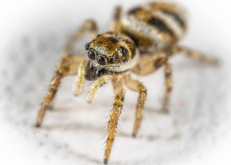 微距拍摄的蜘蛛图片