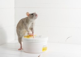 小巧可爱的老鼠图片