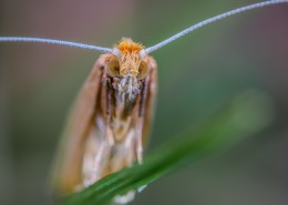 毛茸茸的飞蛾图片