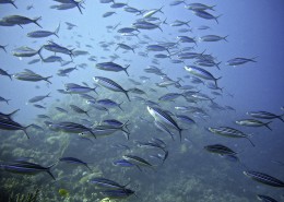 数量庞大的鱼群图片