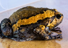 丑陋的蟾蜍图片大全