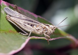 蚱蜢微距摄影图片大全