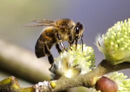 采蜜的小蜜蜂图片大全