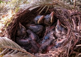 鸟巢中的雏鸟图片