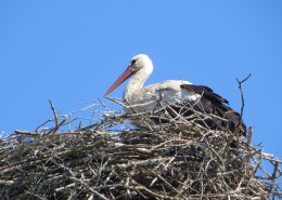 鸟巢上的白鹭图片