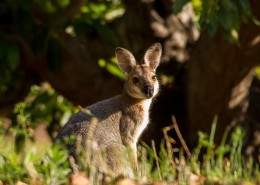 顽皮可爱的袋鼠图片