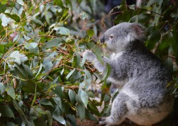 呆萌的考拉图片