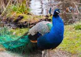 一只色彩艳丽的孔雀图片