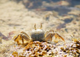 沙滩上的螃蟹图片大全
