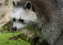 调皮可爱的浣熊图片