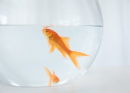 鱼缸里的金鱼图片