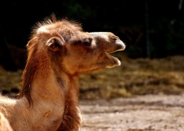 骆驼头部图片
